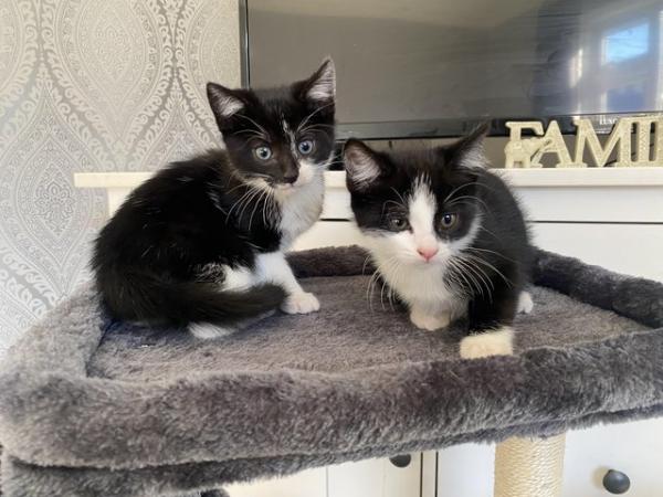Image 18 of Kittens for sale ready to leave now