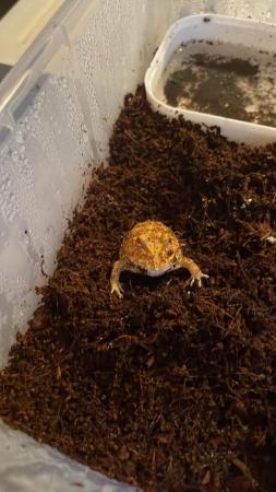 Image 3 of 12 week old strawberry Pac-Man/horned frog
