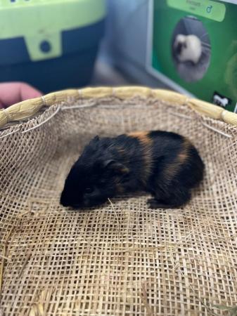 Image 3 of California cross Guinea Pig Pups for rehoming