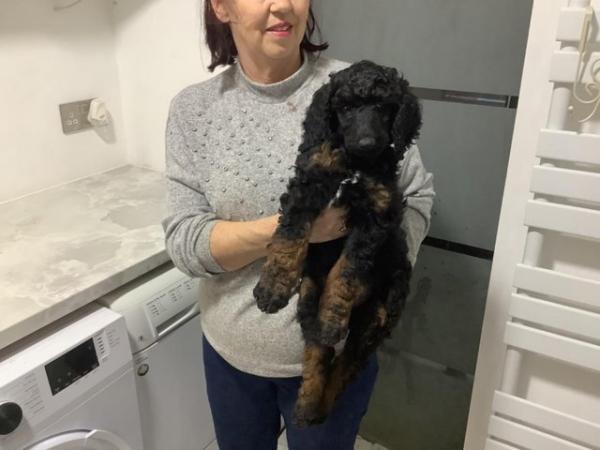 Image 1 of Unusual Dual-Colour Standard Poodle Puppies - Ready Now