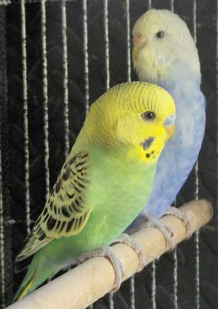 Image 1 of 2024 Aviary bred Budgies £20 each