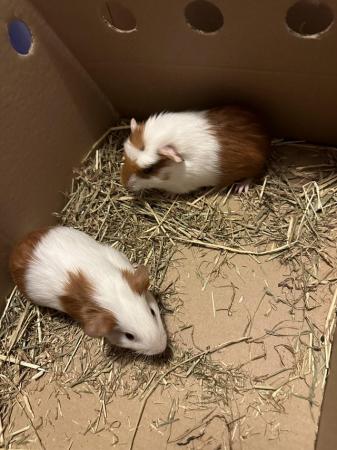Image 2 of Male guinea pigs 7 week old