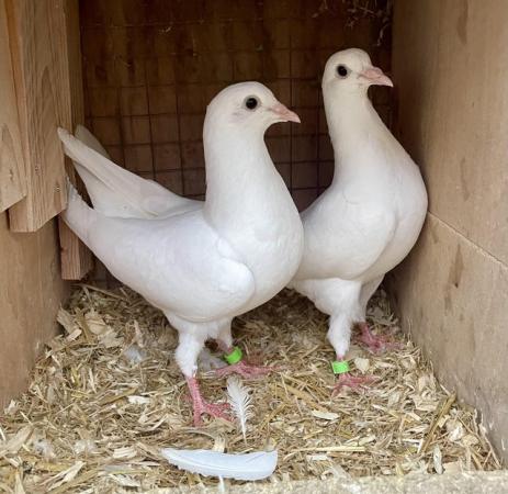 Image 4 of Pure White Garden Doves