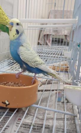 Image 1 of Gorgeous baby budgies for sale