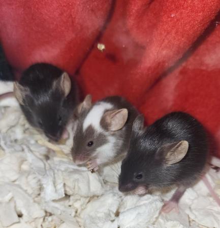 Image 1 of Beautiful friendly Baby mice ready soon.