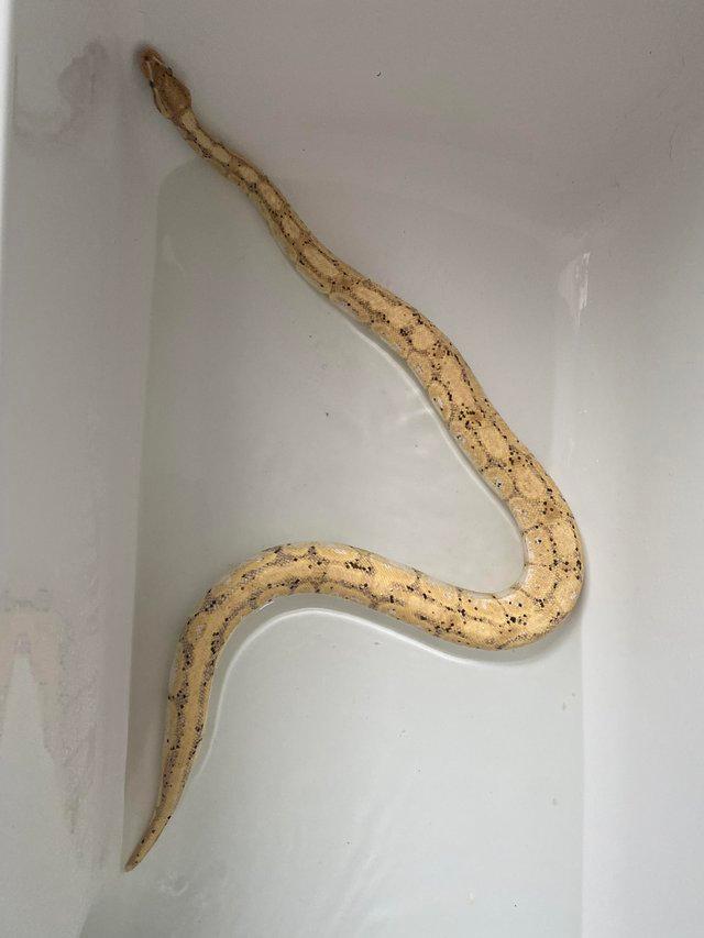 Preview of the first image of Male adult royal python and vivarium set up.
