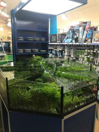 Image 5 of Aquatic Plants Available At The Marp Centre