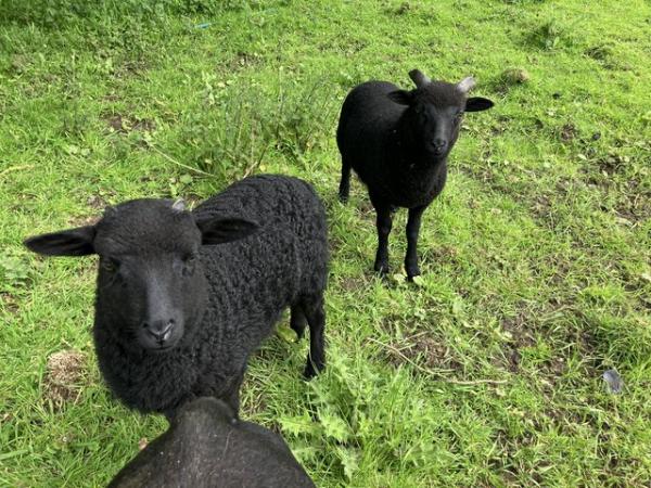 Image 2 of Hebridean x Portland lambs