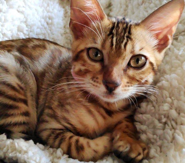 Preview of the first image of Incredible Pedigree TICA reg Bengal kitten Durham + FREE.