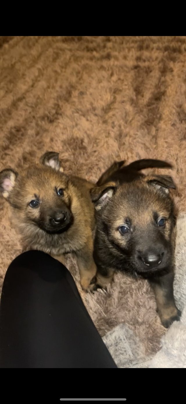 Preview of the first image of Beautiful German shepherd pups!.