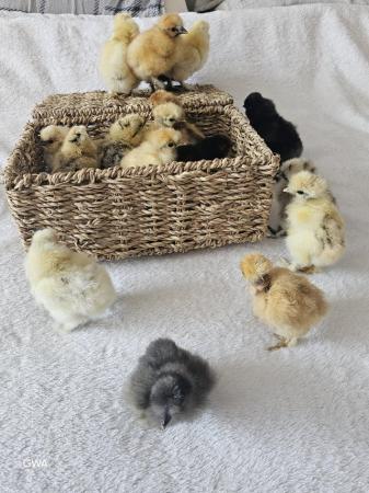 Image 22 of **BRAND NEW** Silkie and Showgirl chicken chick's *RARE*