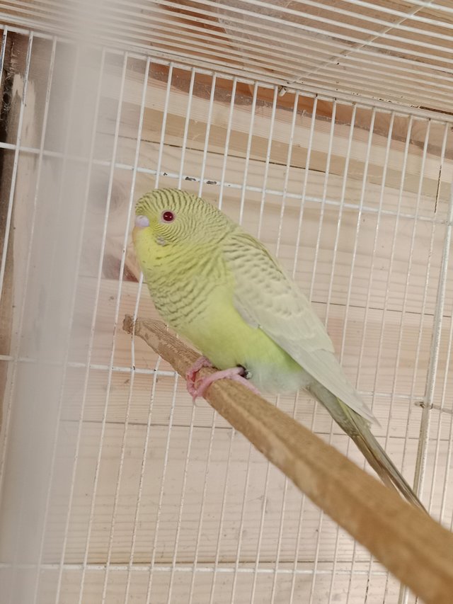 13 weeks old black wing dun fallow split black face for sale