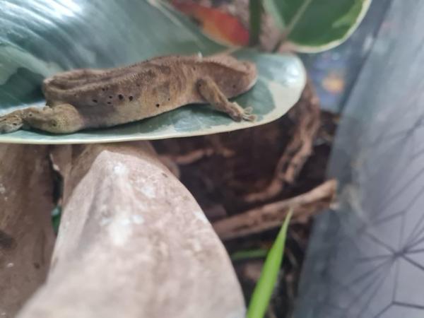 Image 5 of CRESTED GECKO.........................