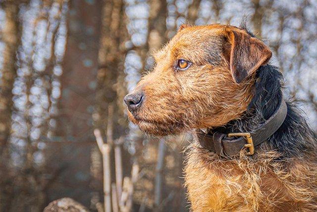 Preview of the first image of At Stud Working Lakeland Terrier.