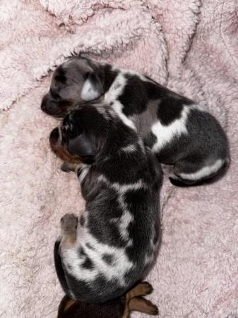 Image 2 of Absolutely stunning dachshund babies