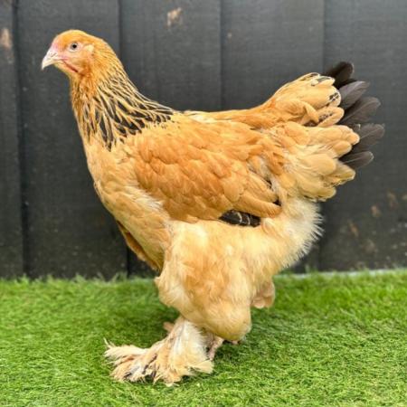 Image 1 of Large Fowl Brahma Pullets for sale at point of lay