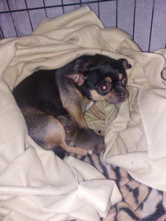 Image 2 of Last one Miniature smooth coat male pure bred chihuahua
