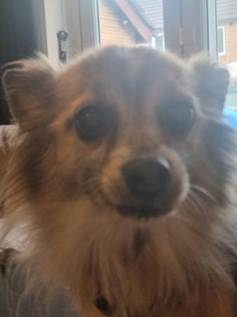 Image 1 of 10yr old chihuahua needs special home