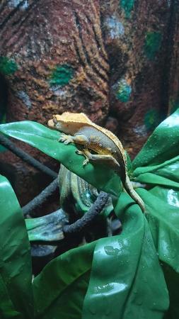 Image 3 of Crested gecko with full setup 150 ono