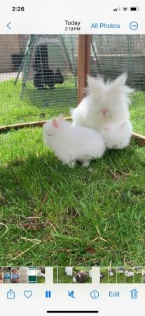 Image 6 of Beautiful pure white fluffy blue eyed baby male bunny