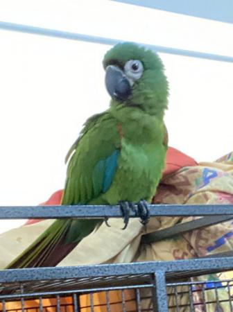 Image 3 of 1 year old silly tame severe macaw