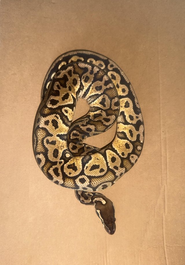 Pastel Super Hurricane Female