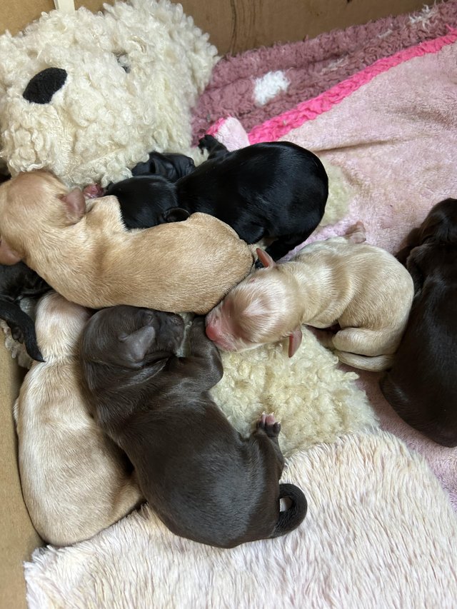 Preview of the first image of Cockapoo puppies for loving homes.