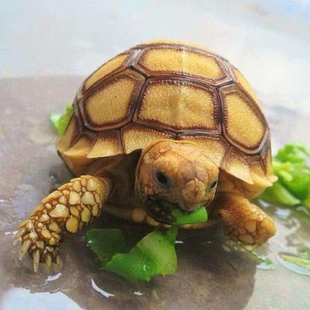 Image 5 of Stunning Baby Tortoises available lots to choose from..