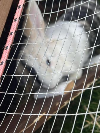 Image 5 of Rabbit about a year old and with hutch and run