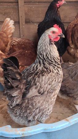 Image 3 of 3 beautiful chickens for sale...