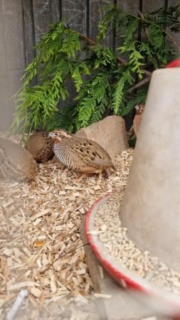 Image 1 of 8 Jungle bush quail chicks