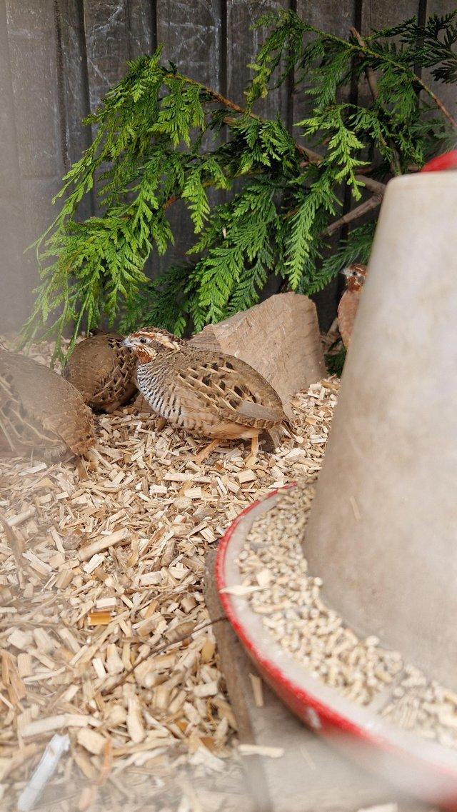 Preview of the first image of Jungle bush quail chicks.