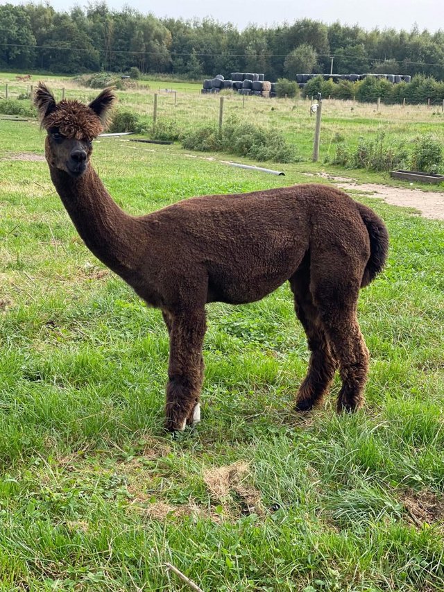 Preview of the first image of Beautiful female alpacas for sale.