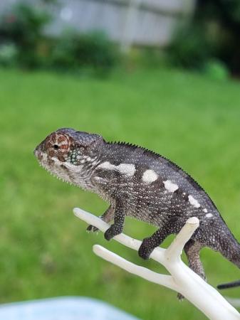 Image 6 of Boraha panther chameleon for sale