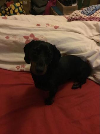 Image 2 of Female mini dachshund for sale 5* home required