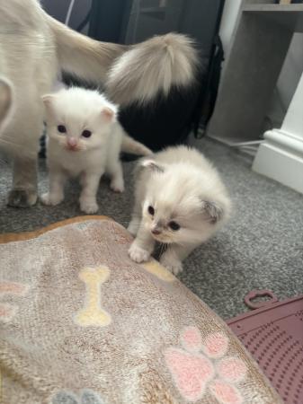 Image 8 of Last little girl & boy available Ragdoll kittens