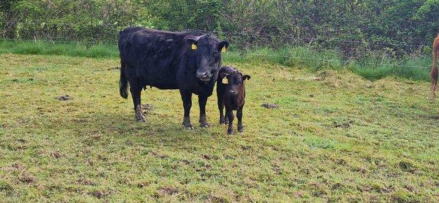 Image 1 of Dexter cow and calf pedigree
