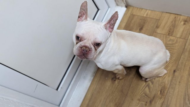 Image 4 of 2 years and 5 months french bulldog male