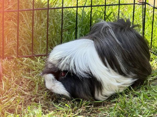 Image 3 of 1 year old female guinea pig, long hair