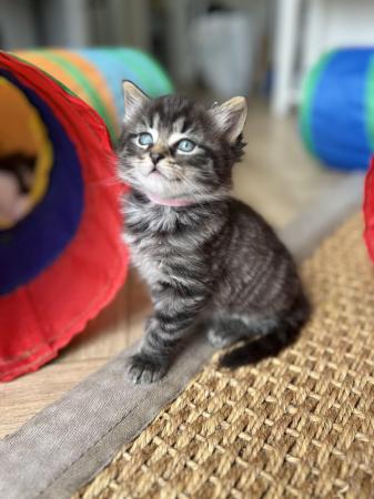 Image 8 of Beautiful Kittens For Sale ( Last Tabby Girl Available )