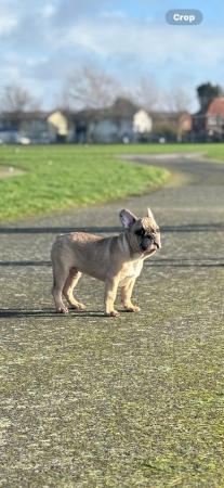Image 4 of Lilac merle frenchbull puppies 1 girls 1 boys left for sale