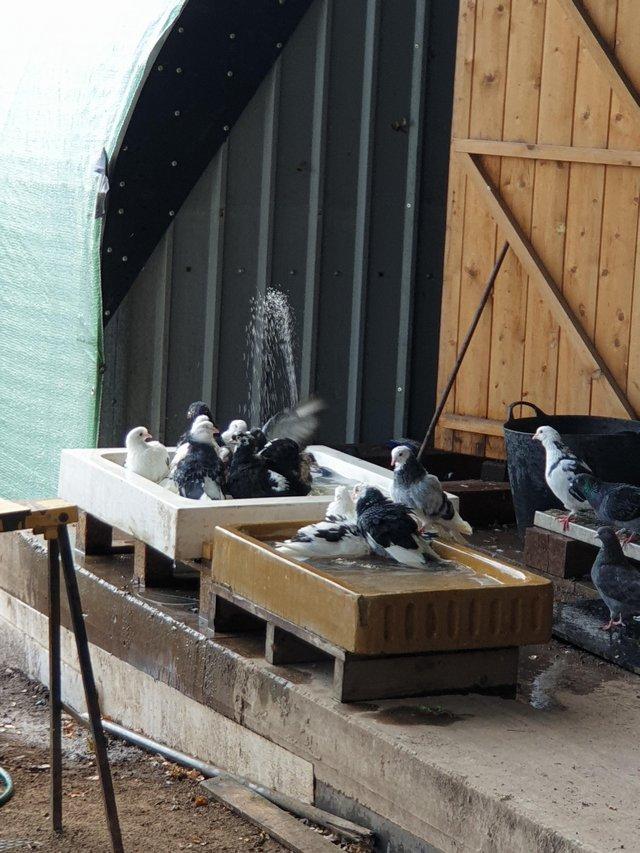 Preview of the first image of Pigeons in need of new homes.