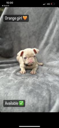 Image 10 of 4 KC pug puppies left! All ready to leave