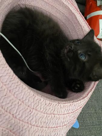 Image 1 of Black kittens (12 weeks on the 14th May)