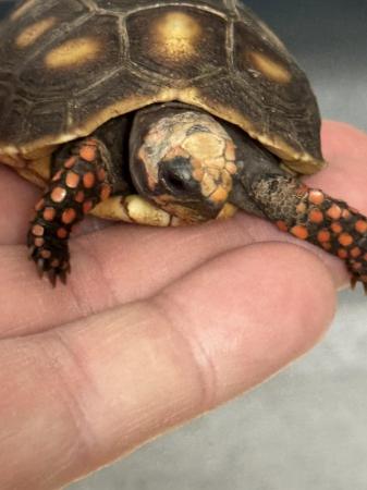 Image 5 of Red Foot Tortoise Juvenile