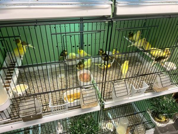 Image 1 of Canaries for sale . Heathy birds