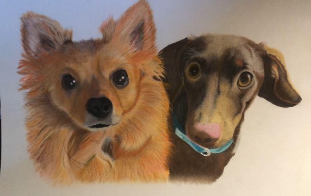Image 1 of Hand Drawn Pet Portraits in pastel