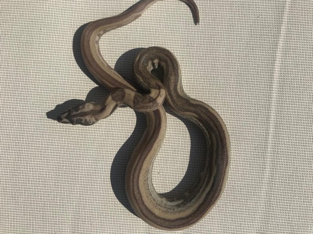 Preview of the first image of Baby boas for sale het kahl /anery.