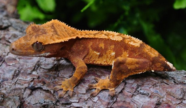 Preview of the first image of Red Harlequin Female Crested gecko.