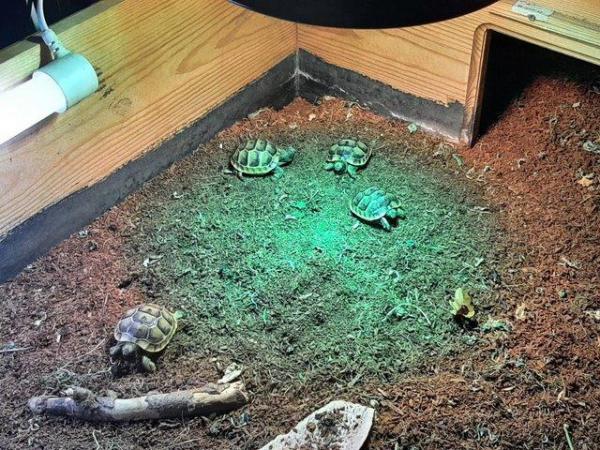 Image 5 of 1 year old Baby Spur Thigh Tortoises for sale